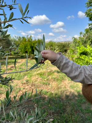 Pegaso EVOO Sicilian extra virgin olive oil