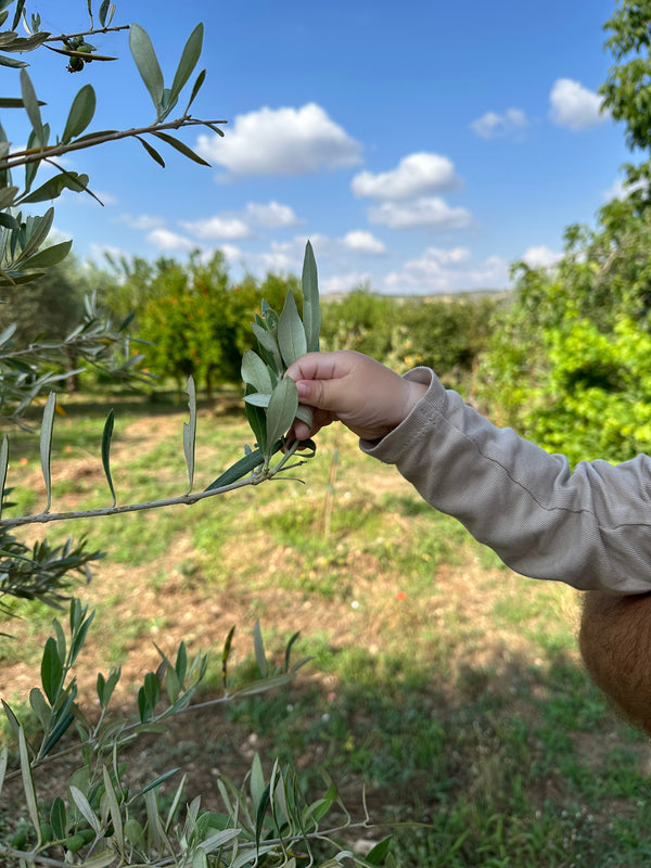 Pegaso EVOO Sicilian extra virgin olive oil