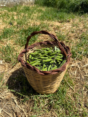 A basket of freshly picked peas headed into a bowl of pasta e piselli with ditalini pasta and Pegaso extra virgin olive oil