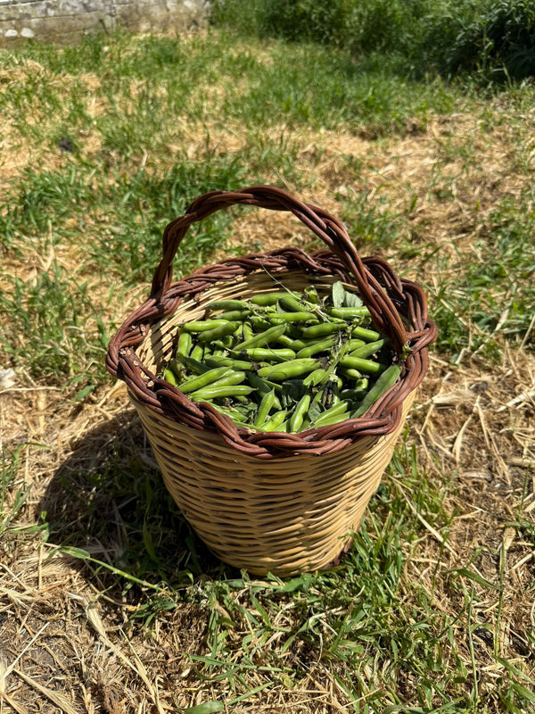 A basket of freshly picked peas headed into a bowl of pasta e piselli with ditalini pasta and Pegaso extra virgin olive oil