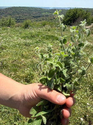 Fresh mint from the hillsides of Sicily