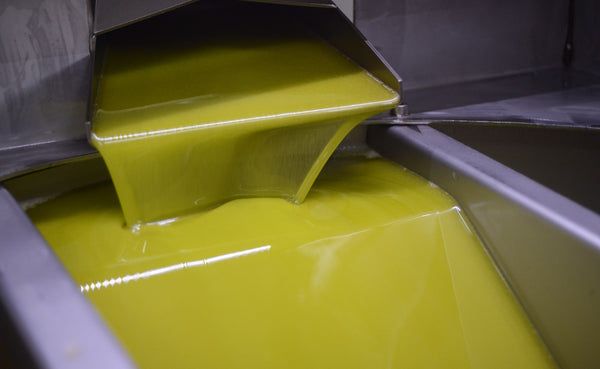 Cold pressed olive oil being extracted at a Sicilian frantoio 