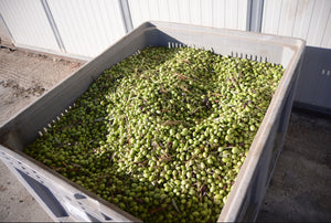 Sicilian olives freshly harvested