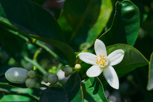 zagara sicilian orange blossom spring