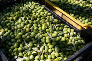 Green Tonda Iblea olives on the branch in the Hyblaean Mountains of southeastern Sicily