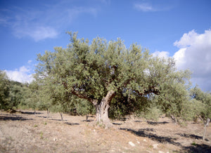 A centuries-old olive tree with silver trunk standing in a sun-drenched grove in southeastern Sicily